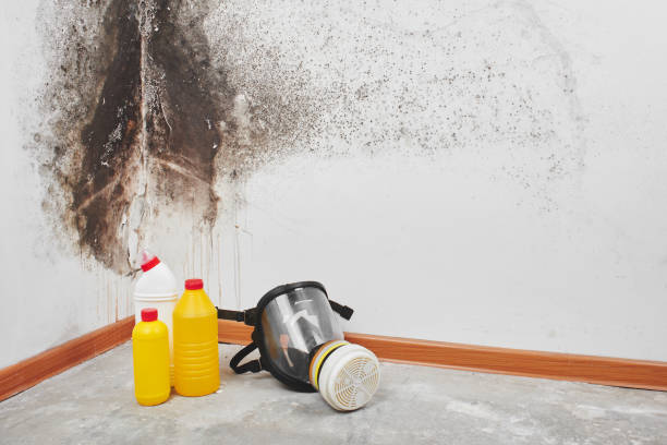 Best Professional Mold Removal  in Columbus, IN