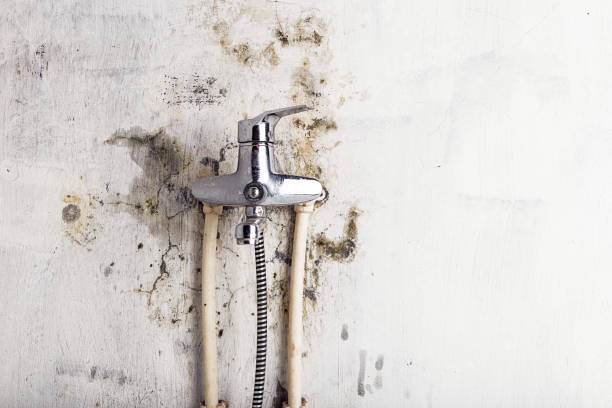Office Mold Removal Services in Columbus, IN