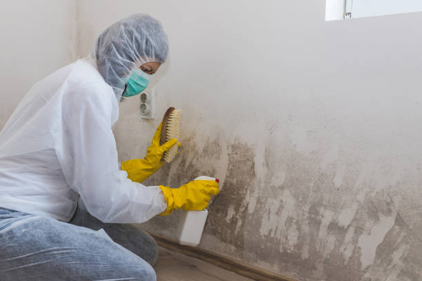 Mold Testing and Removal in Columbus, IN