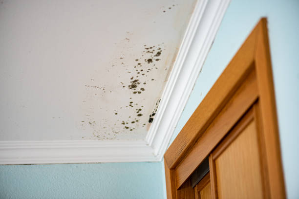 Best Office Mold Removal Services  in Columbus, IN
