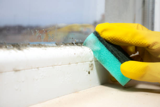 Mold Removal and Inspection in Columbus, IN