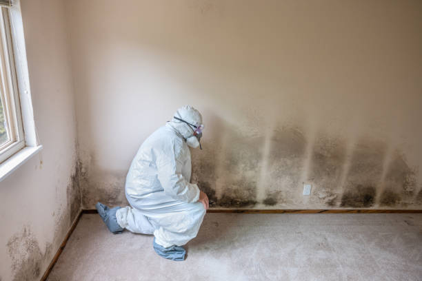 Best Mold Damage Repair  in Columbus, IN