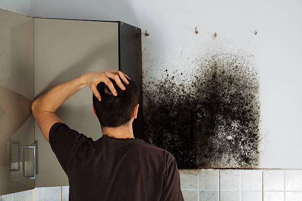 Best Professional Mold Removal  in Columbus, IN