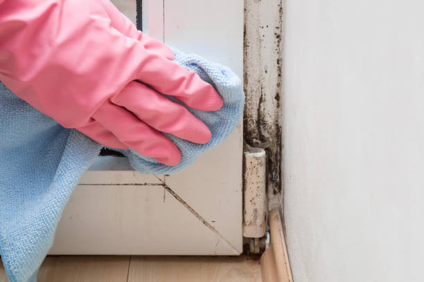 Best Commercial Mold Removal  in Columbus, IN